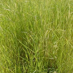 Western Wheatgrass