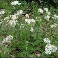 Yarrow, Western (Achillea millefolium occidentalis)
