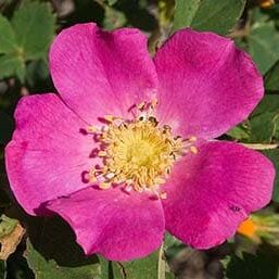 Woods Rose