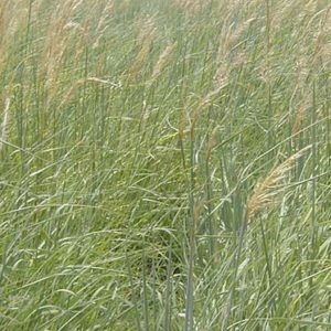 Yellow Indiangrass