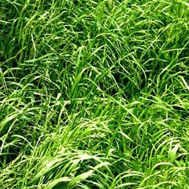 Annual Ryegrass