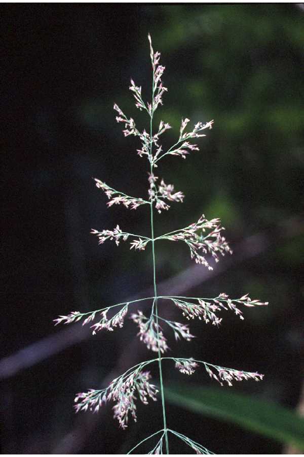 Bluejoint Reedgrass - Buffalo Brand Seed