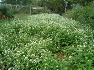 Buckwheat