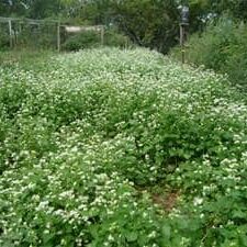 Buckwheat