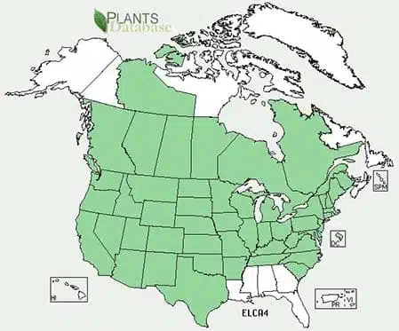 Wild Rye Community Map Canada Wildrye - Buffalo Brand Seed