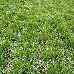 Chewings Fescue