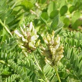 Cicer Milk Vetch