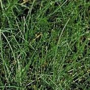 Creeping Red Fescue
