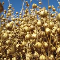 Feed Flax