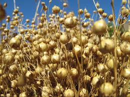 Feed Flax