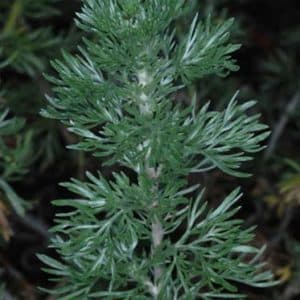 Fringed Sage