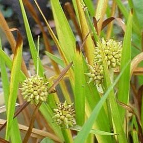 Giant Bur Reed