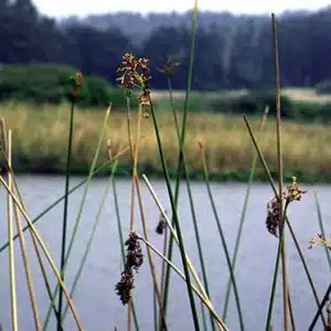 Wetland Species