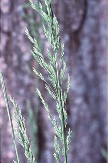 Kentucky Bluegrass Buffalo Brand Seed Kentucky Bluegrass Buffalo Brand Seed