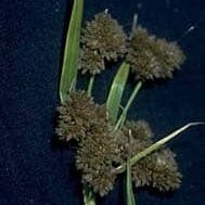 Pale Bulrush