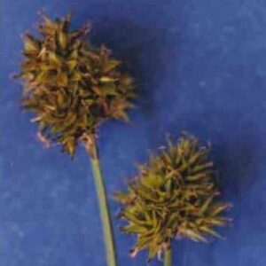 Popcorn Sedge