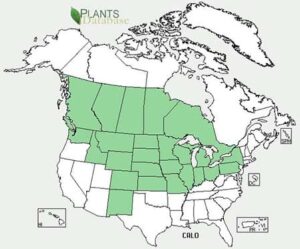 Prairie Sandreed