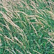 Reed Canarygrass