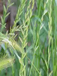 Russian Wildrye - Buffalo Brand Seed