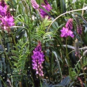 Sainfoin
