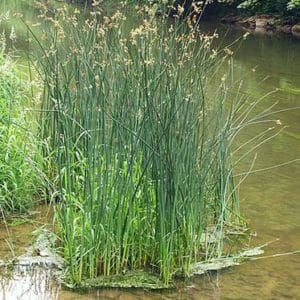 Three Square Bulrush