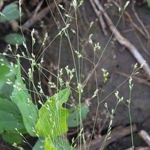 Tickle Grass