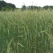 Winter Rye