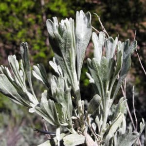 Wyoming Sage