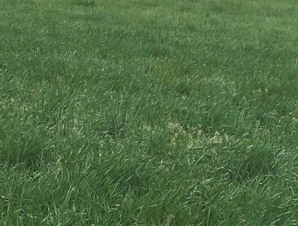 Buffalo Brand Dryland Pasture Mix Buffalo Brand Seed