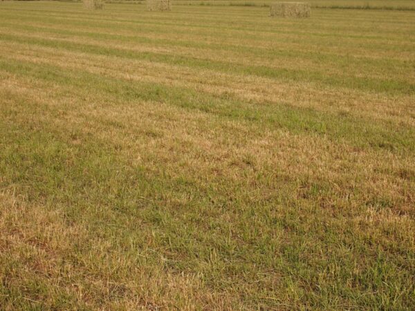 Buffalo Brand Equestrian Irrigated Mix - Image 3