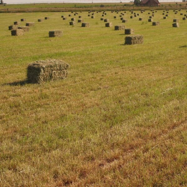 Buffalo Brand Equestrian Irrigated Mix - Image 2