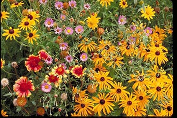 West Wildflower Seed Mix