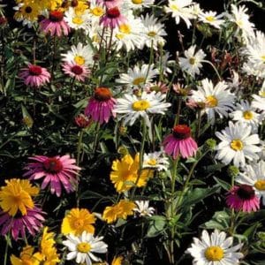 Shade Wildflower Mix