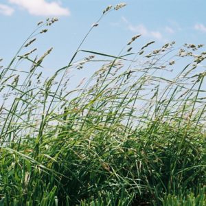 Pasture Mix