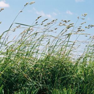 Pasture & Reclamation Mixes