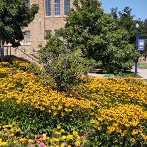 Wildflowers