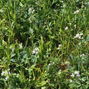 Summer Cropper Mix