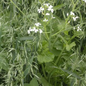 Spring Oats & Field Pea Mix
