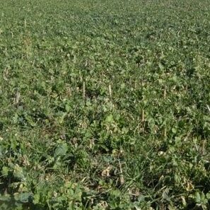 Fall Cropper T Mix