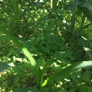 Companion Crop Mix #3