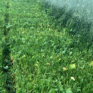 Spring Cropper Mix