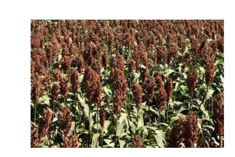 Hybrid Grain Sorghum