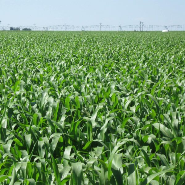 Hybrid Sorghum x Sudangrass