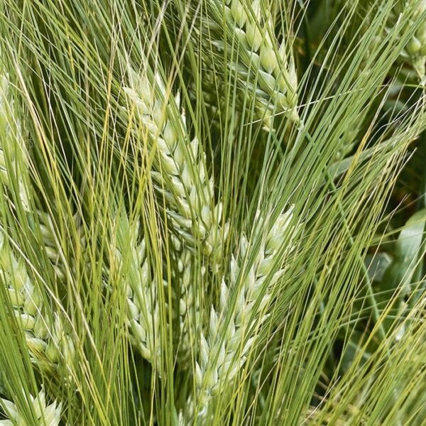 Barley