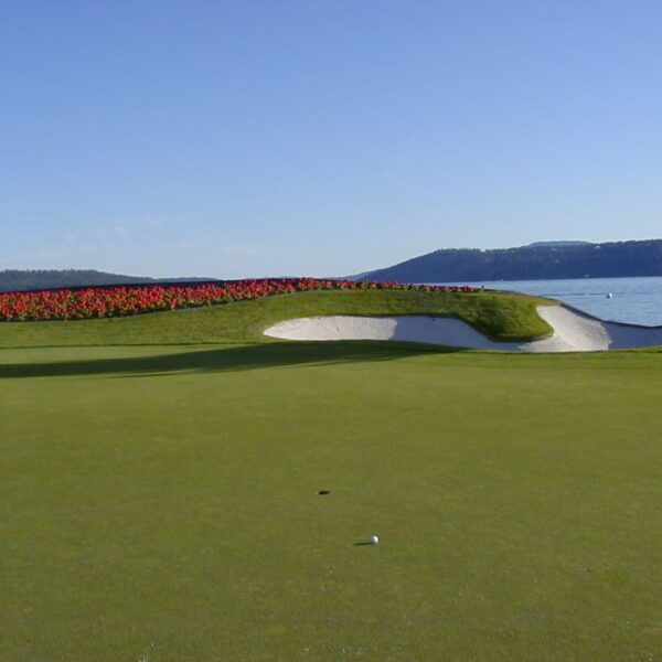 Bentgrass - Image 2