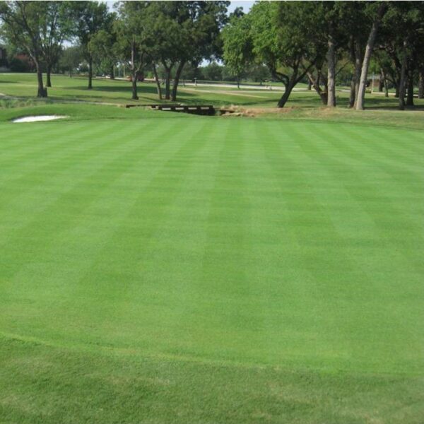 Bentgrass - Image 4