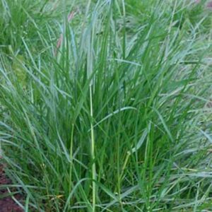 Perennial Ryegrass