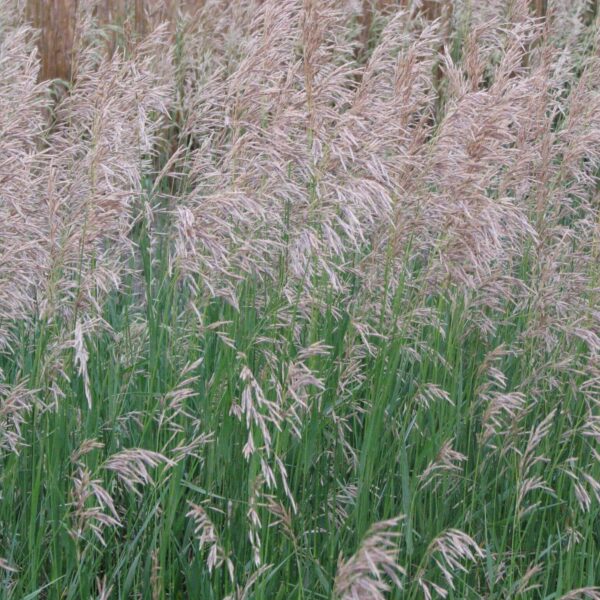 Smooth Brome - Image 2