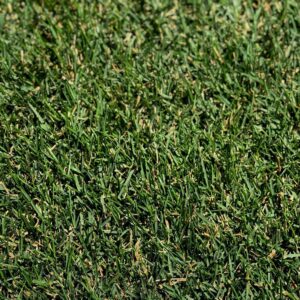 Common Kentucky Bluegrass