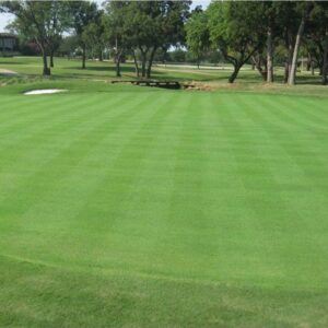 Turfgrass